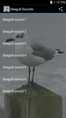 Seagull Sounds android App screenshot 1